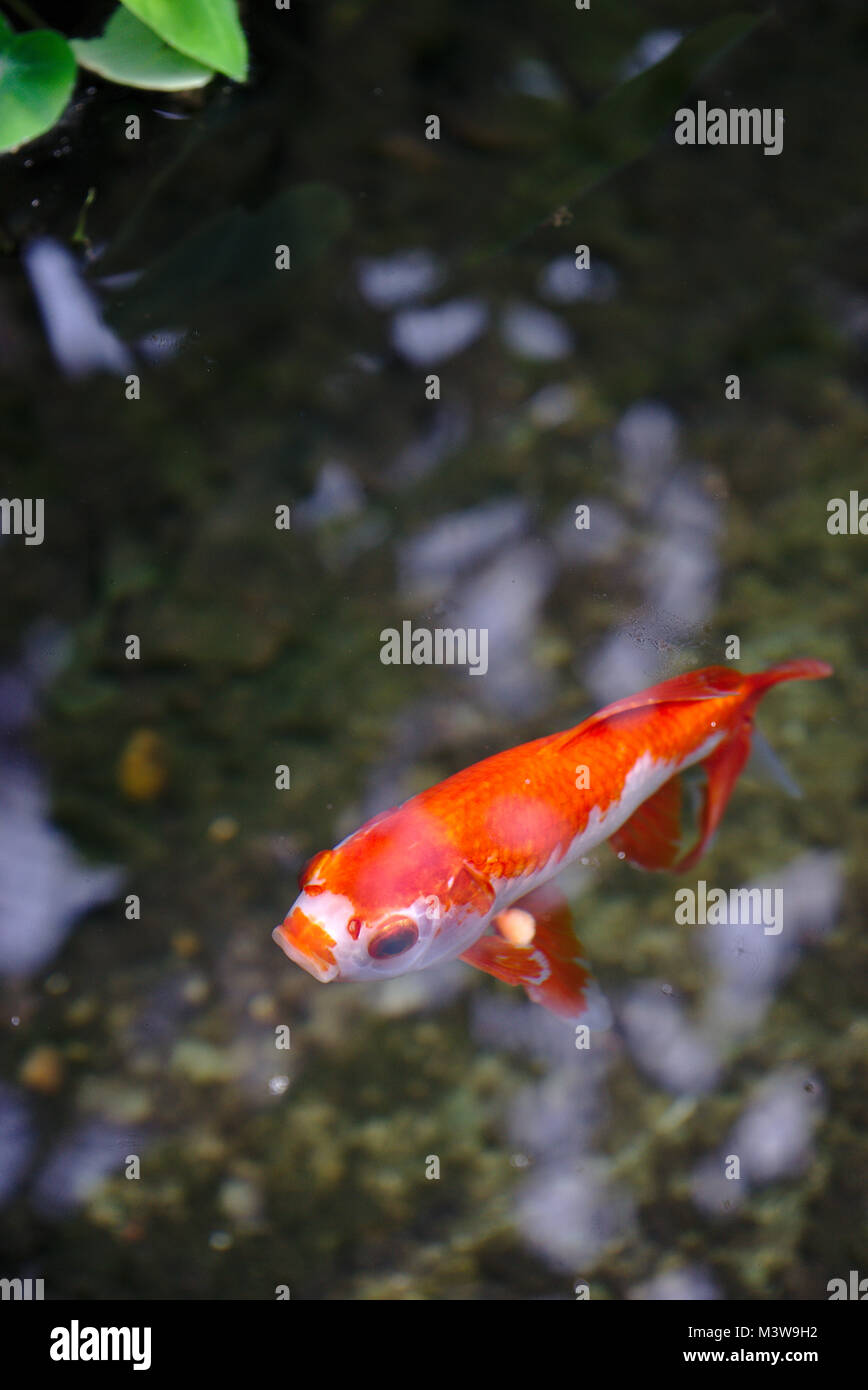 Rote und weiße Goldfische schwimmen auf der Wasseroberfläche eines Pools von den goldenen Kopf Park Stockfoto
