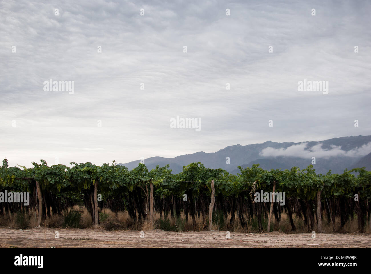 Ein rustikales Weinberg voller Weinreben unter einem bewölkten Himmel in Mendoza, Argentinien Stockfoto