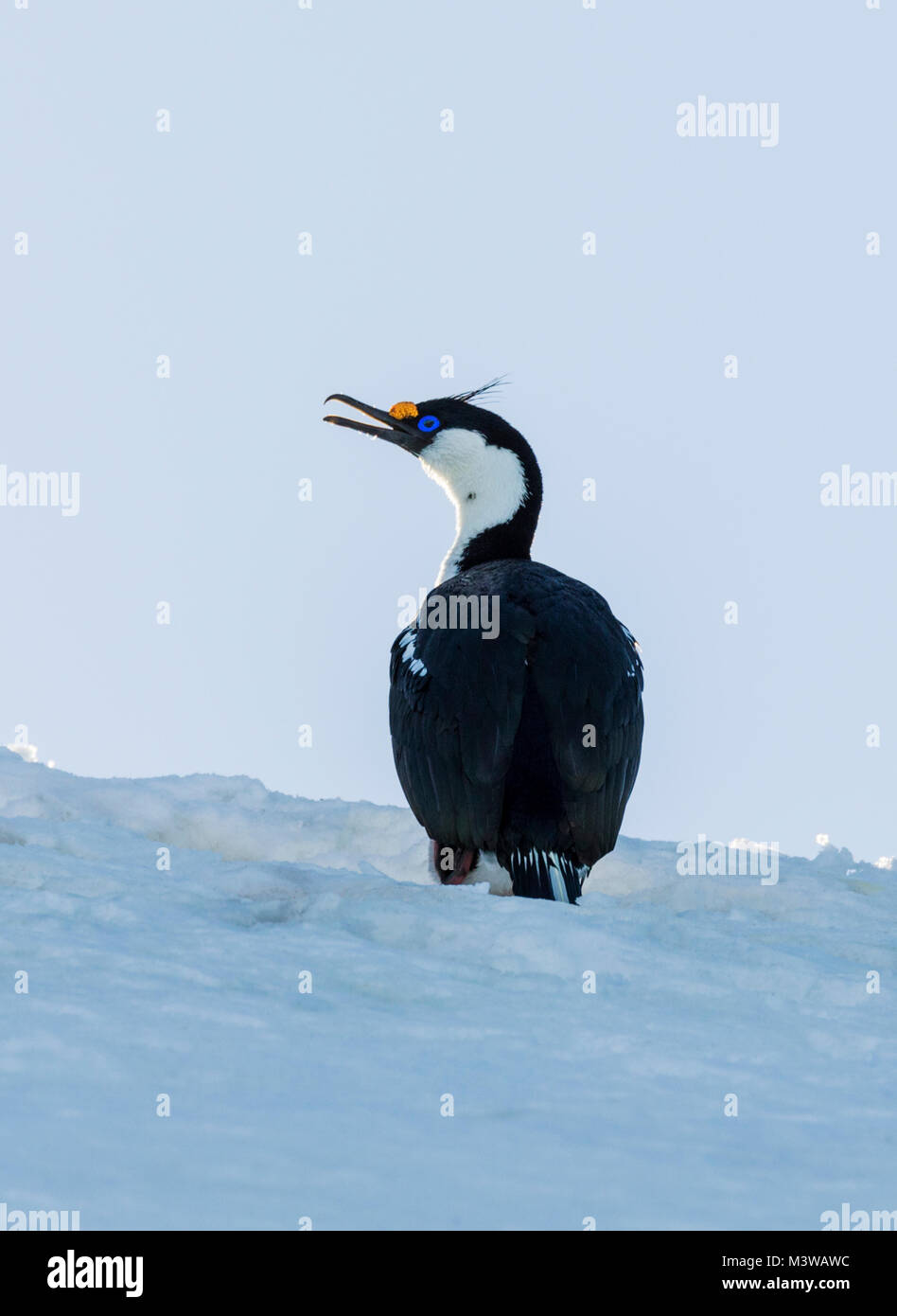 Kormoran; Antarktis shag; Leucocarbo bransfieldensis; Blue-eyed Shag ; Nansen Island; Antarktis Stockfoto
