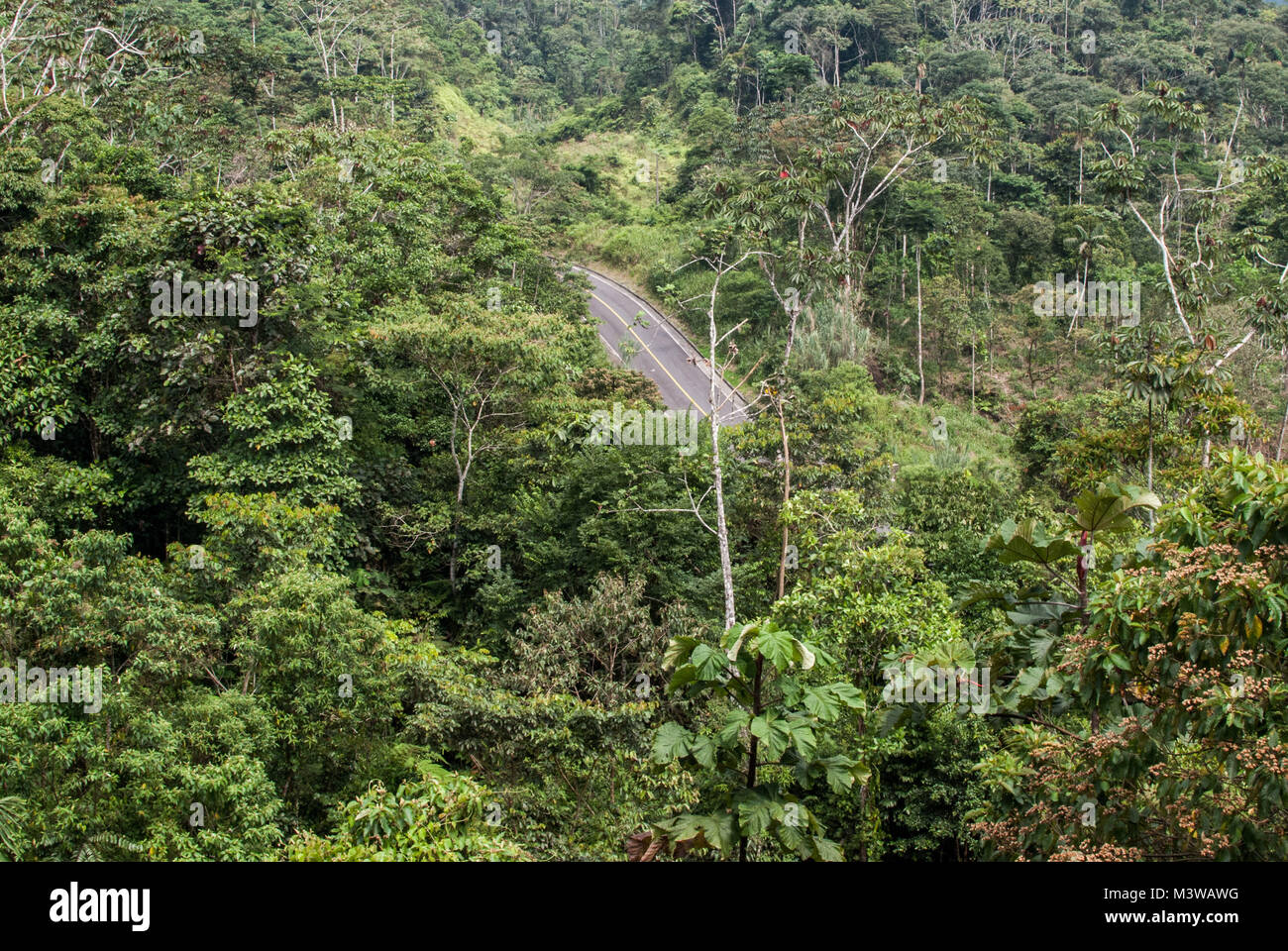 Ein Abschnitt der Straße sichtbar durch den dichten Bäumen im Urwald des Amazonas, Ecuador Stockfoto