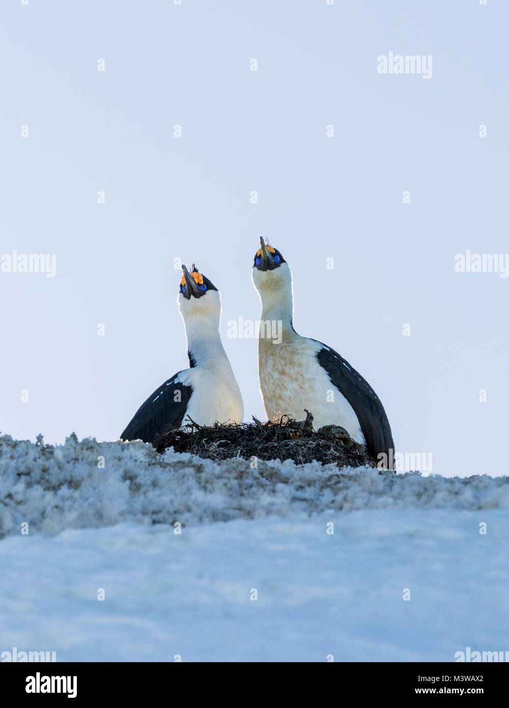 Nesting Kormoran; Antarktis shag; Leucocarbo bransfieldensis; Blue-eyed Shag ; Nansen Island; Antarktis Stockfoto