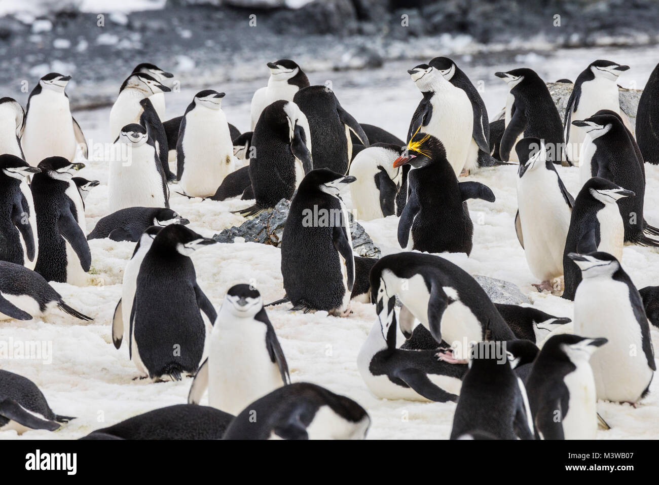 Lone Macaroni Penguin on Rookery with Chinstrap Penguins; beringter Pinguin; bärtiger Pinguin; Steinmetz-Pinguin; Half Moon Island; Antarktis Stockfoto