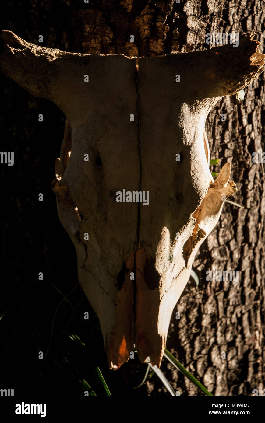 Der Schädel eines gehörnten Tiere hängen von einem Baumstamm Stockfoto