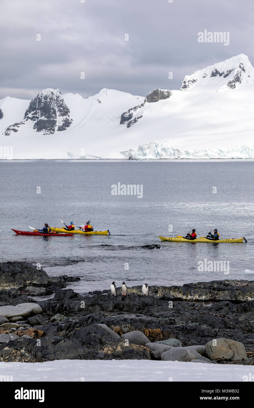 Gentoo Penguins; Kajakfahrer Schnee bedeckt die Antarktis erforschen; Half Moon Island; Gentoo Penguins Stockfoto