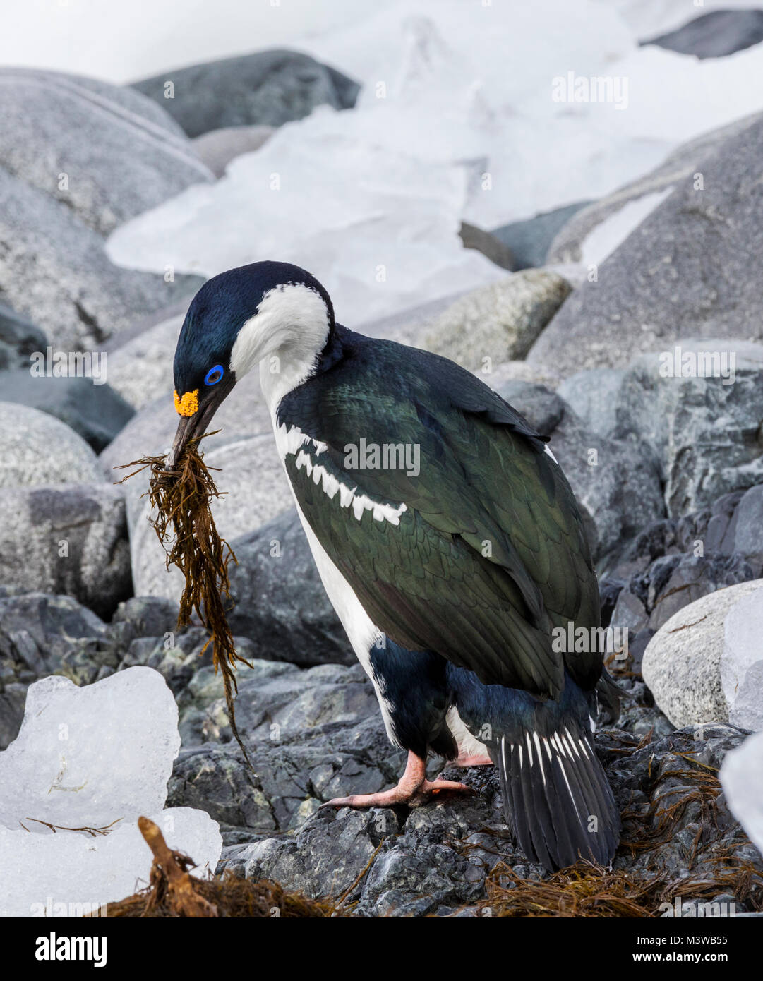 Kormoran; Antarktis shag; Leucocarbo bransfieldensis; Blue-eyed Shag; Vogel; Sammeln von Algen für Nest; Half Moon Island; Antarktis Stockfoto