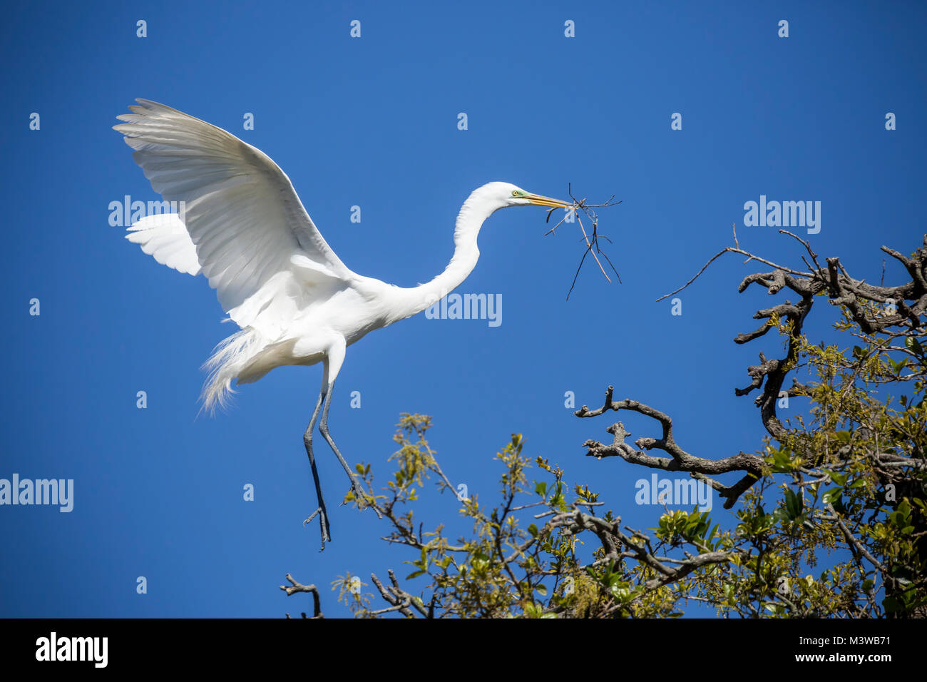 Silberreiher (Casmerodius albus) Erwachsene im Flug mit einem Stick zu sein Nest, St. Augustine, Florida Stockfoto