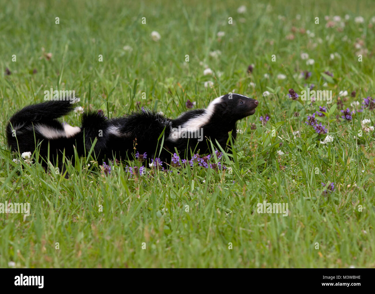 Skunk Familie in Wildblumen Stockfoto