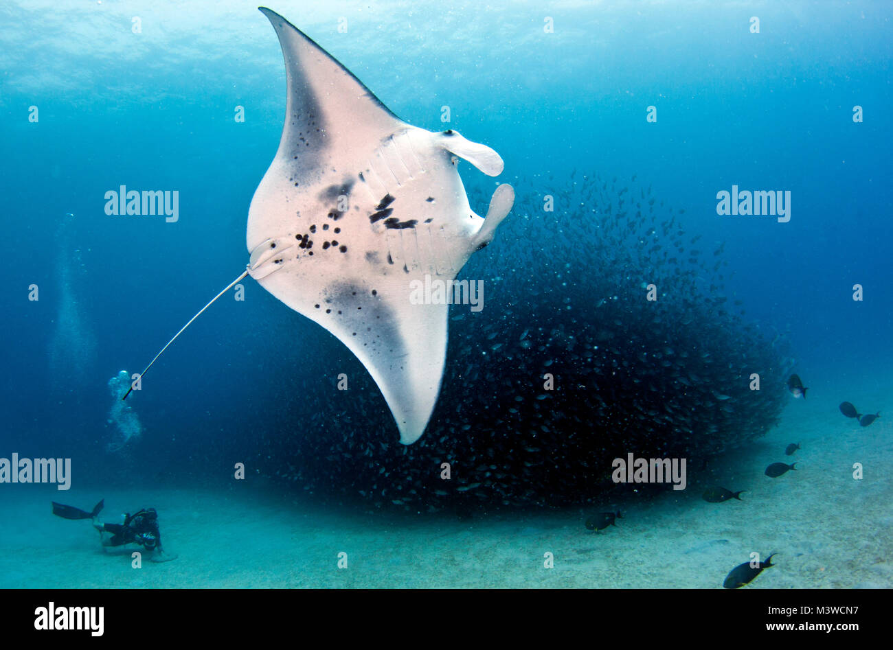 Ein Manta Ray schwimmt hinter einem Köder ball Stockfoto