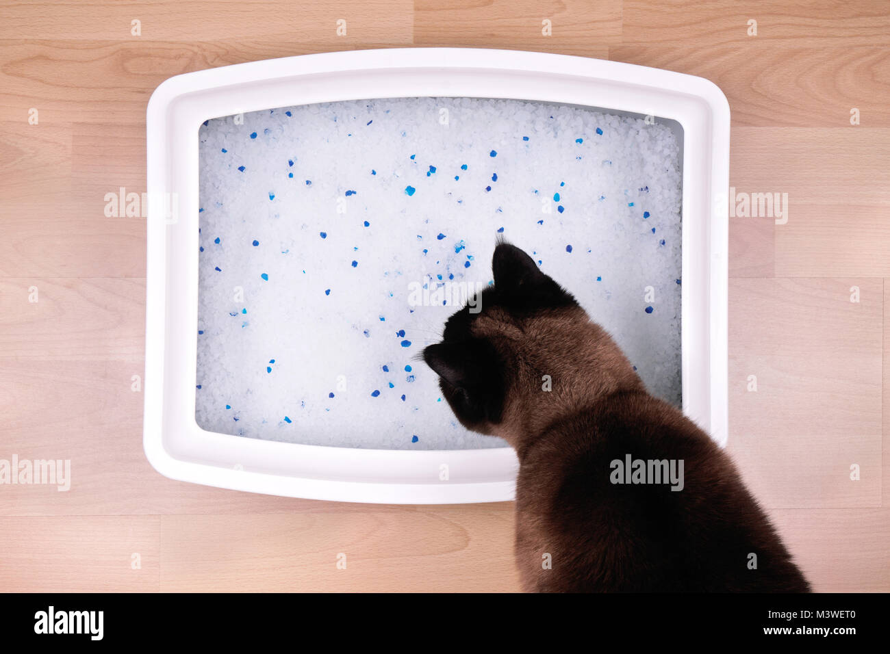 Katze untersucht Kitty litter Box mit Silikat Streu Stockfoto