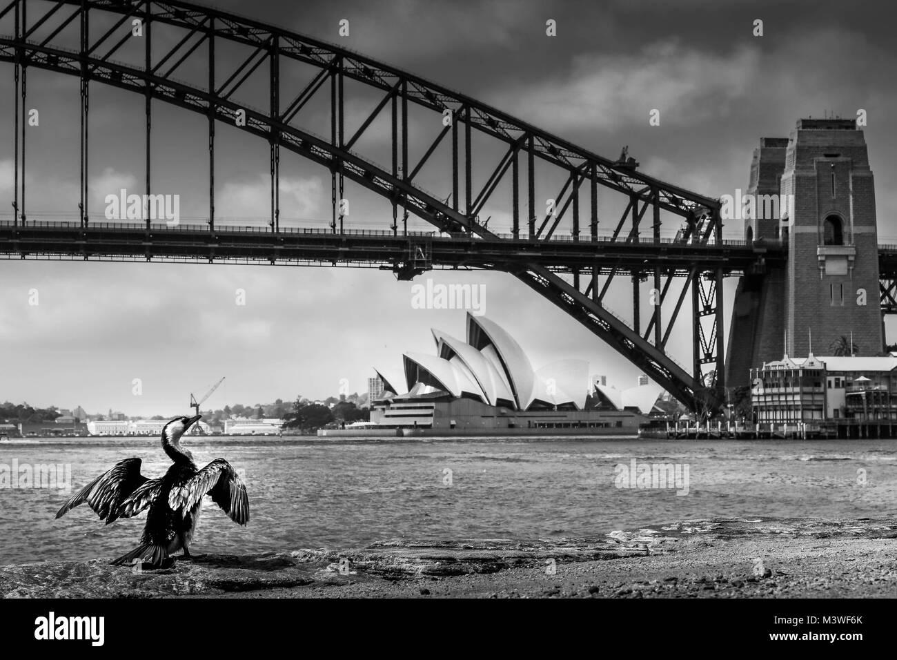 Sydney Harbour Bridge Frames ein junger Vogel seine Flügel trocknen im Wind, auf den Hafen und die legendären Sydney Opera House suchen Stockfoto