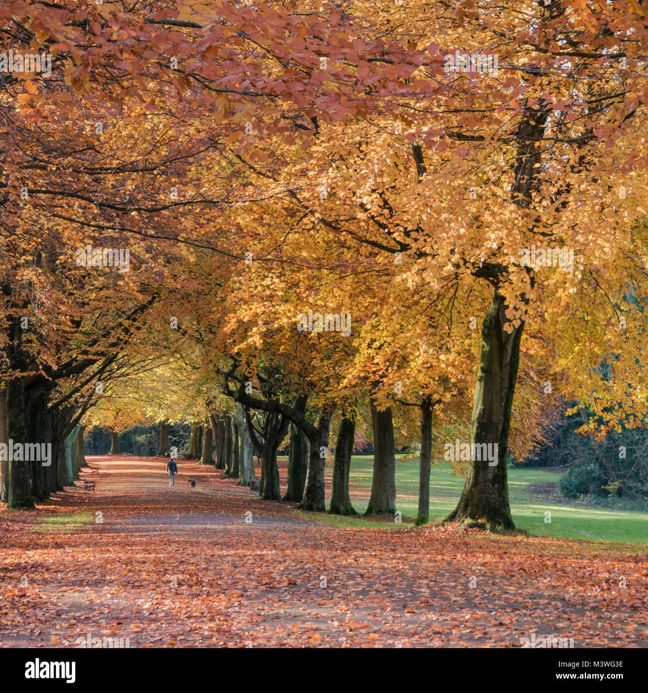 Herbst auf Clifton Down, Bristol, Großbritannien Stockfoto