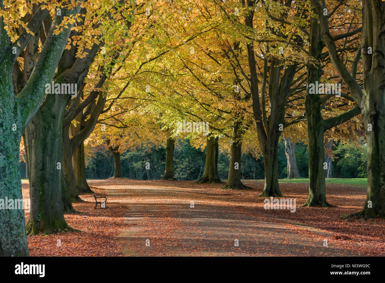 Herbst auf Clifton Down, Bristol, Großbritannien Stockfoto