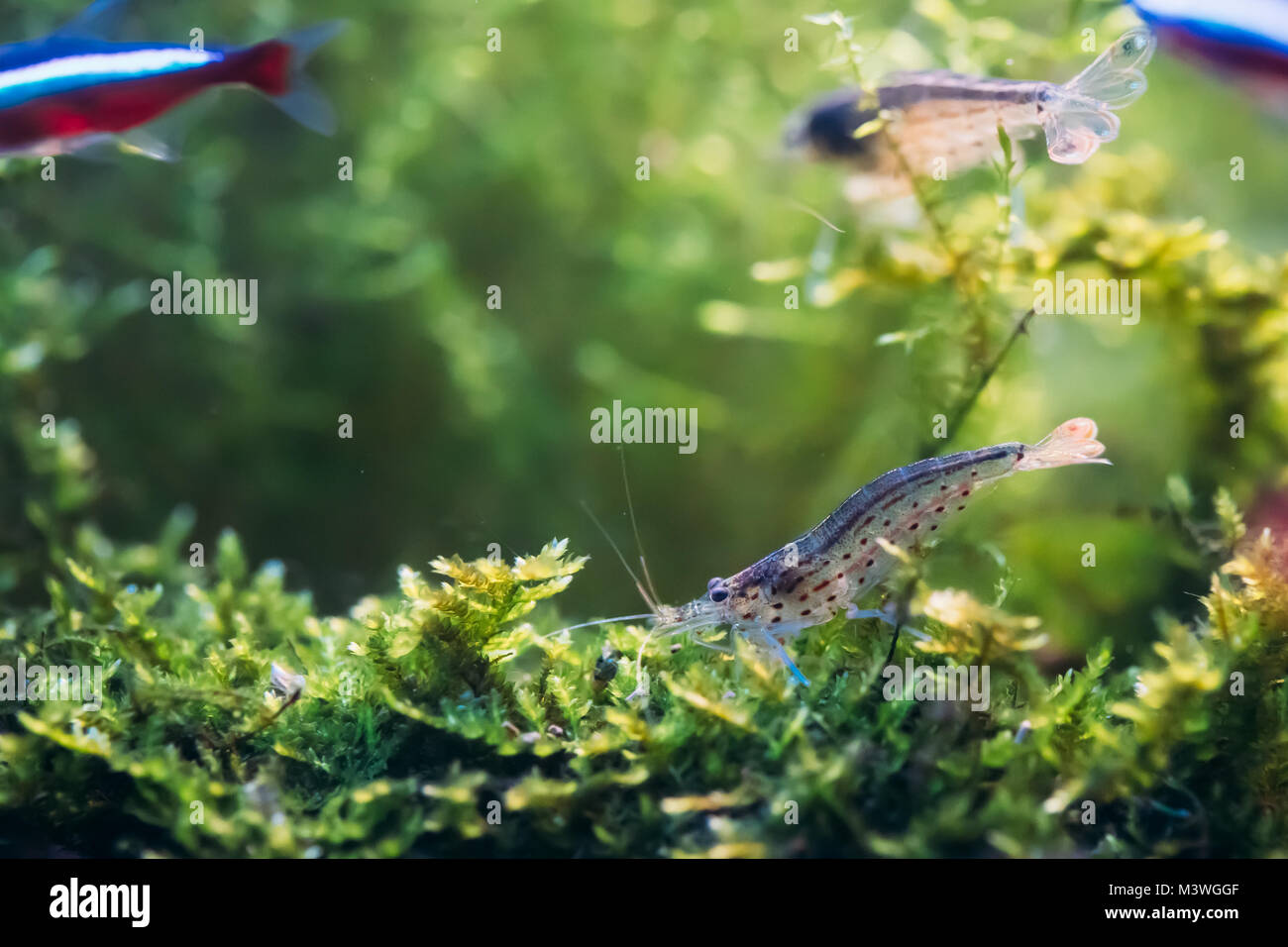 Amano Garnelen oder Japanische Garnelen Schwimmen im Wasser. Stockfoto