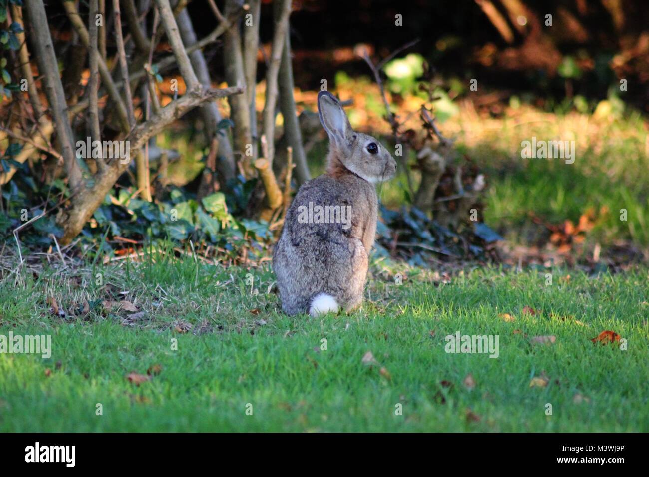 Eine kleine Hase kam im Garten der Jugendherberge in Dingle, Irealnd zu besuchen. Stockfoto
