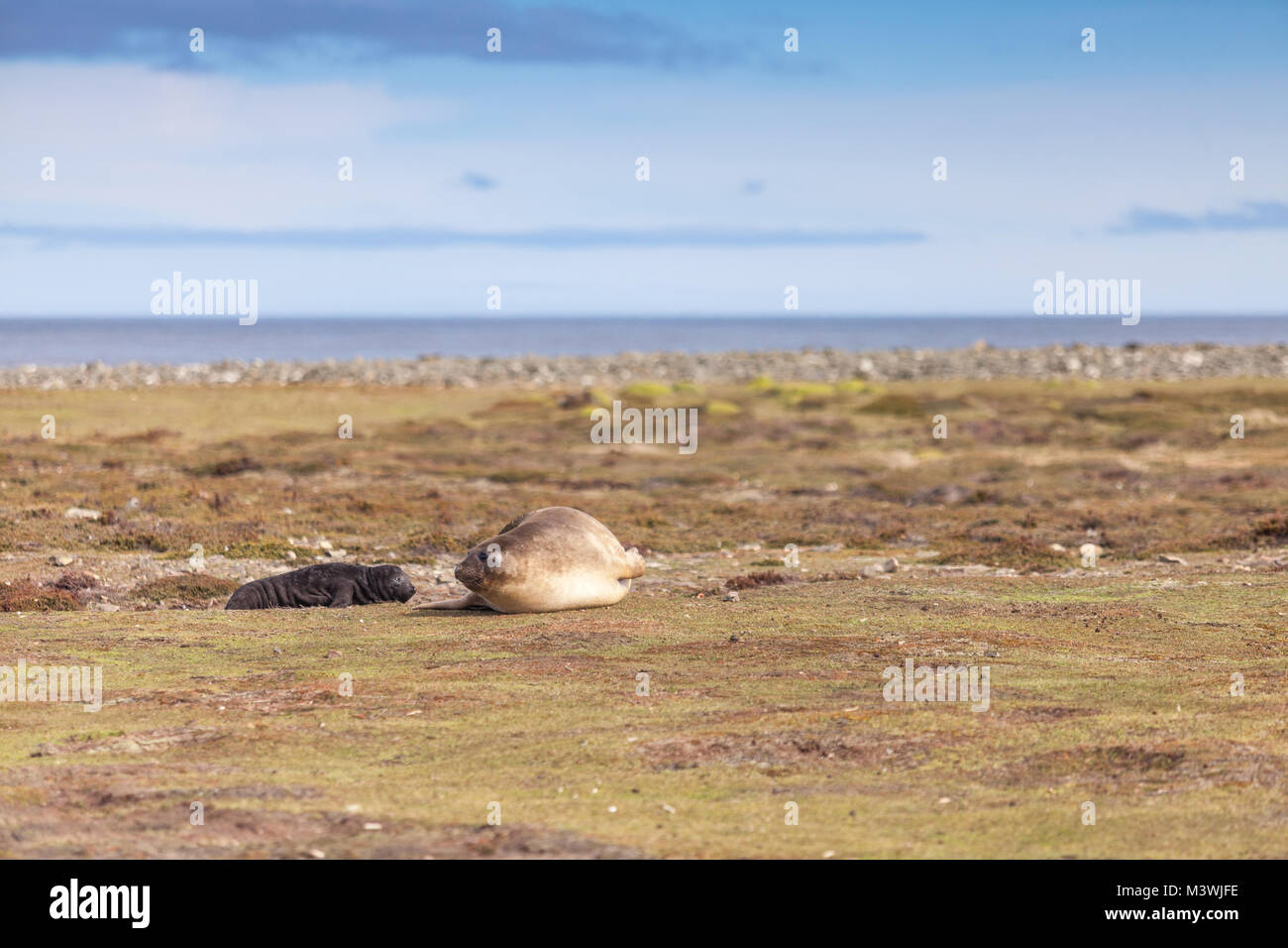 Weibliche Elefanten Dichtung mit Welpe, an Land in der Falklandinseln Stockfoto