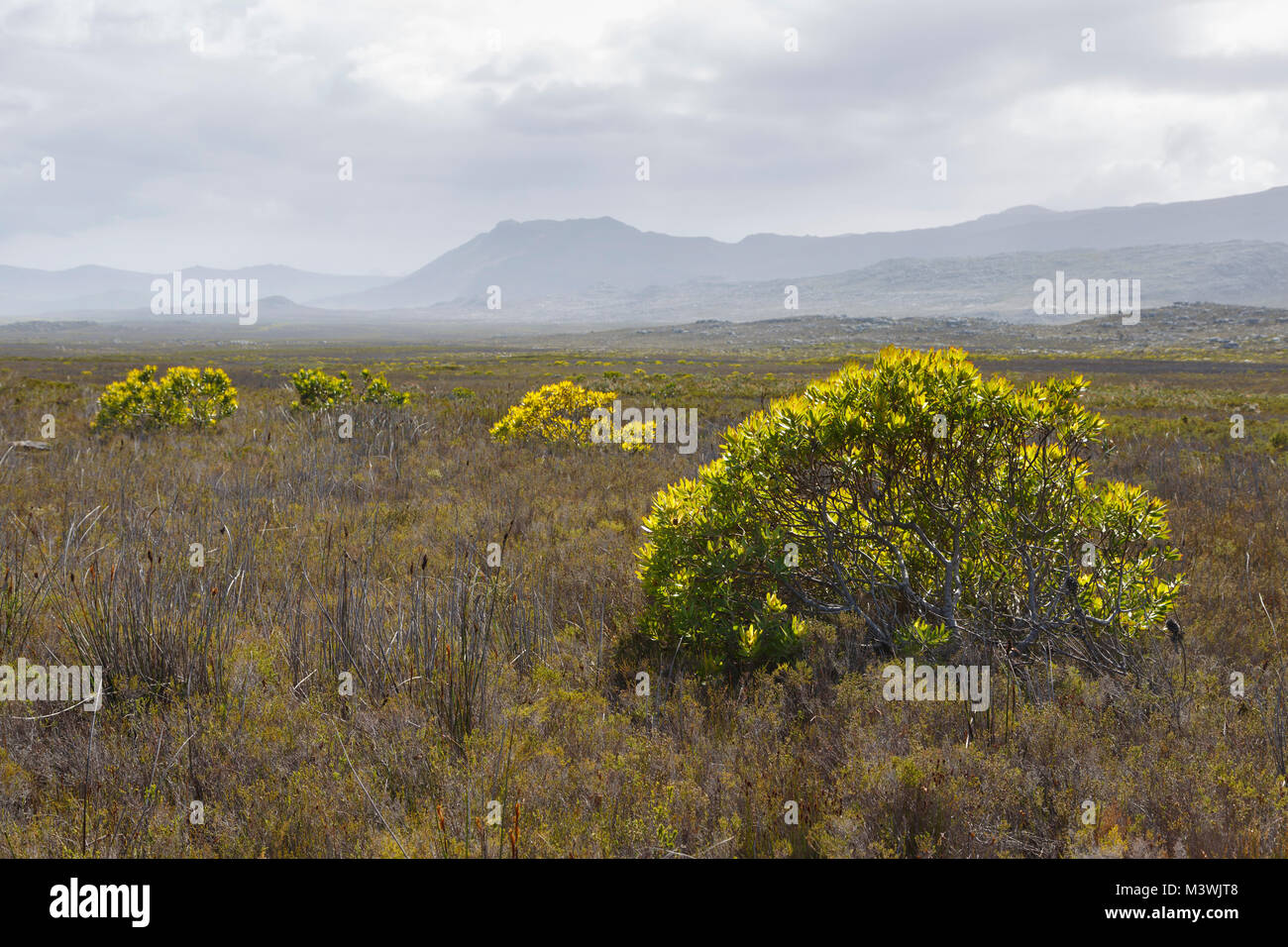 Fynbos Lebensraum, mit gemischten Vegetation einschließlich gemeinsamer Sonnenschein Conebush, Leucadendron salignum, ein Mitglied der Proteaceae und Restios, Kap Peninsu Stockfoto