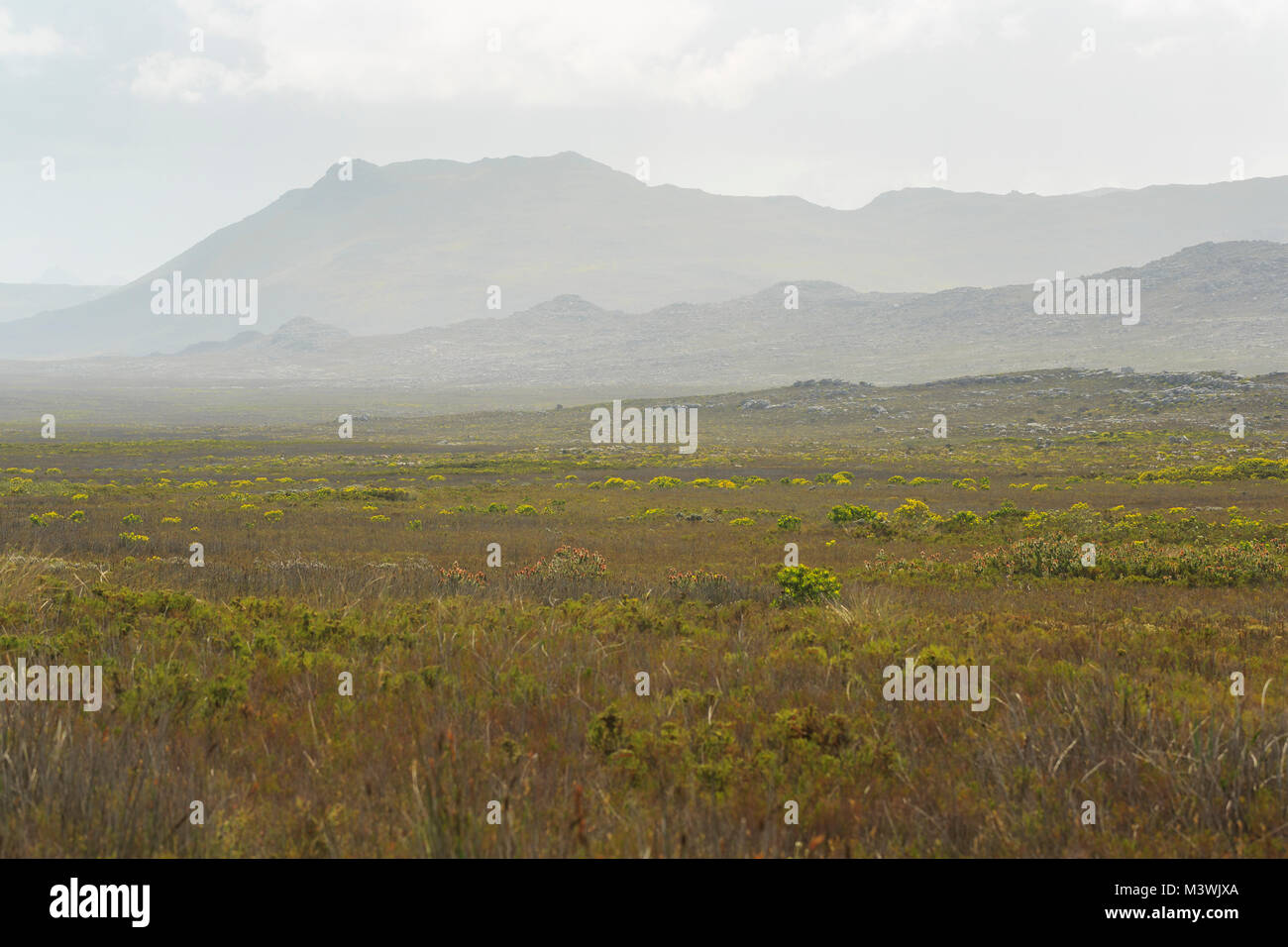 Fynbos Lebensraum, mit gemischten Vegetation einschließlich gemeinsamer Sonnenschein Conebush, Leucadendron salignum, Pagode proteas, Mimetes Arten und Restios, Kap Pen Stockfoto