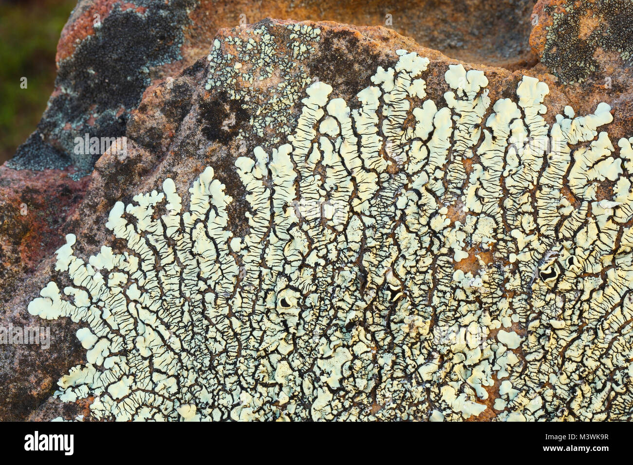 Foliose Flechten auf Felsen, Cederberg Mountains, Südafrika Stockfoto