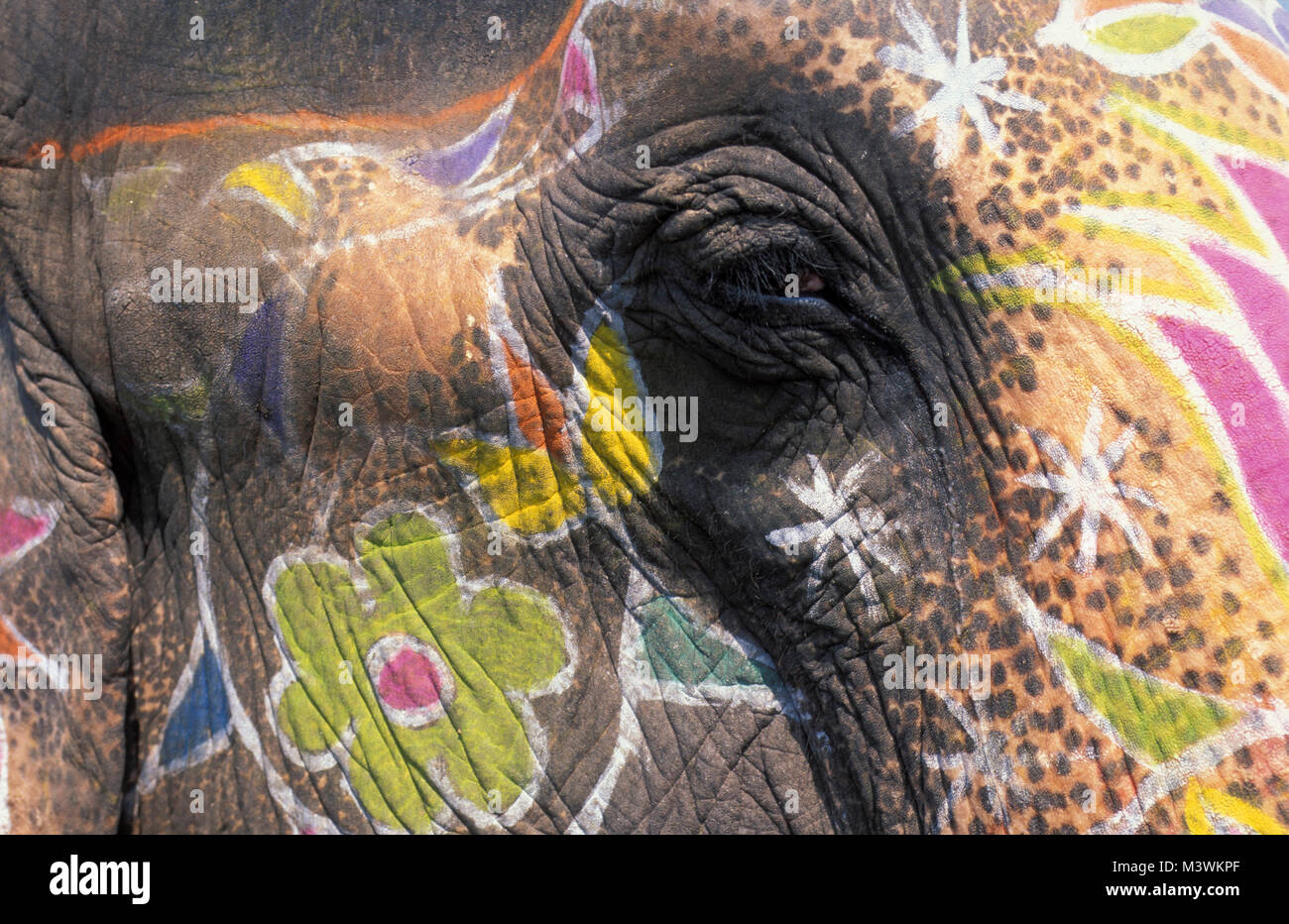Indien. Rajasthan. Jaipur. In der Nähe von Elephant Auge. Stockfoto