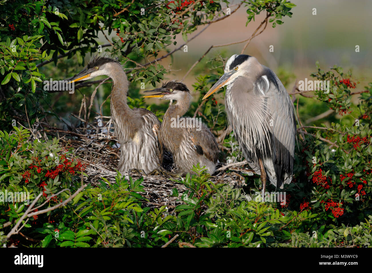 Great Blue Heron (Ardea herodias) mit zwei Nachkommen in einem Nest in einem brasilianischen Pepper Tree - Venedig Rookery, Florida Stockfoto