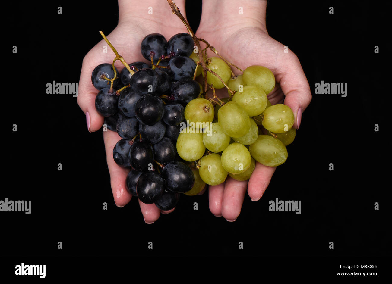 Weibliche Hände mit grünen und schwarzen Trauben. Schwarzer Hintergrund Stockfoto