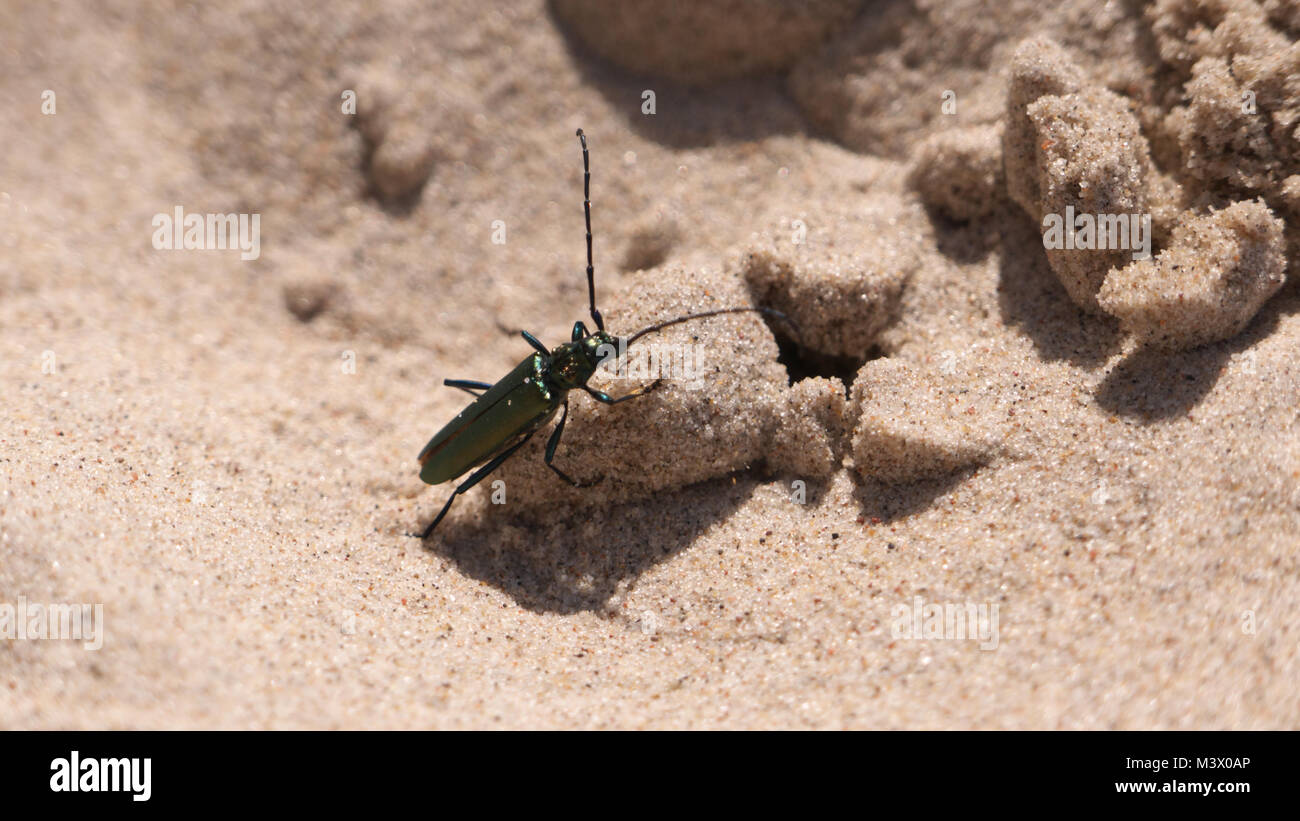 Ein Insekt zu Fuß bis auf Sand clod am Strand an einem sonnigen Tag. Stockfoto