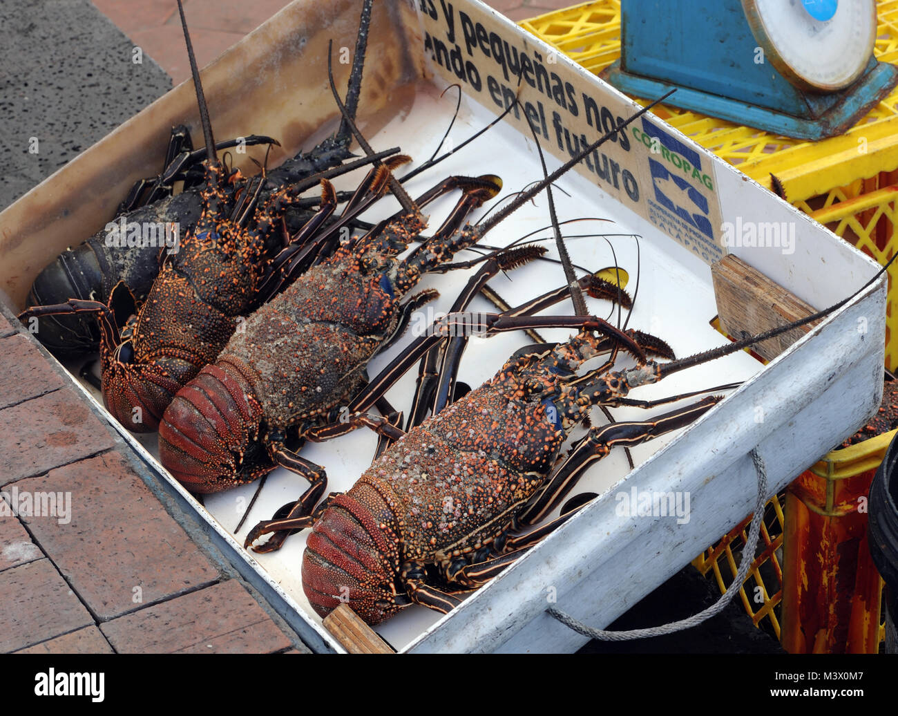 Roter Languste (Panulirus penicillatus) zum Verkauf auf dem Fischmarkt in Puerto Ayora. Puerto Ayora, Santa Cruz, Galapagos, Ecuador. Stockfoto