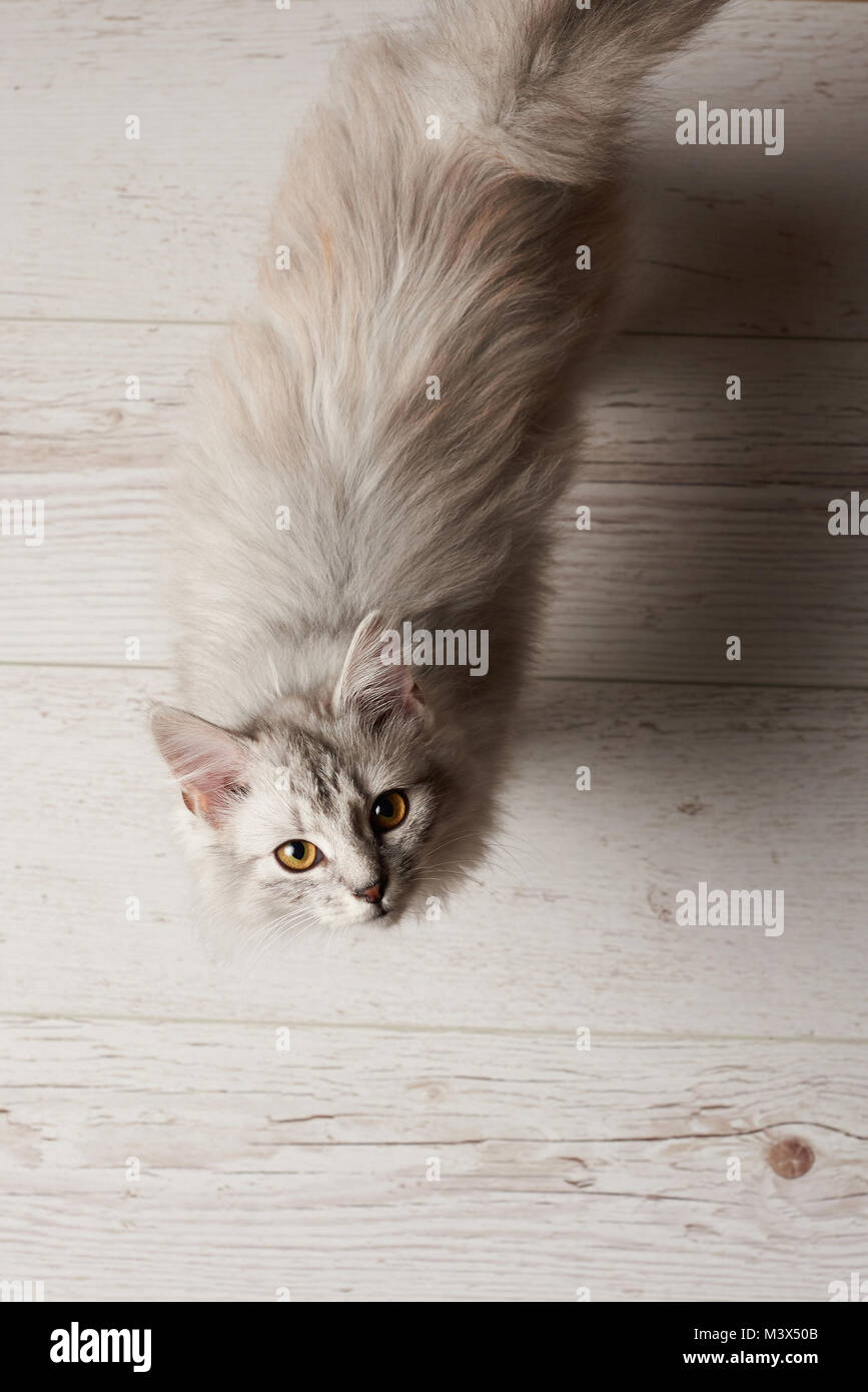 Katze in der Kamera bleiben auf weißem Holzboden suchen Stockfoto