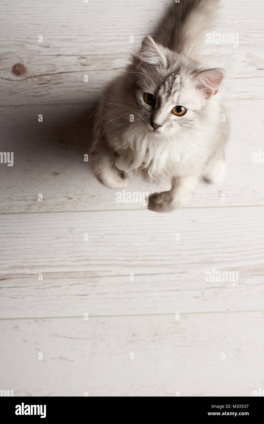Lustige verspielte Kitty oben Draufsicht auf hölzernen Hintergrund Stockfoto
