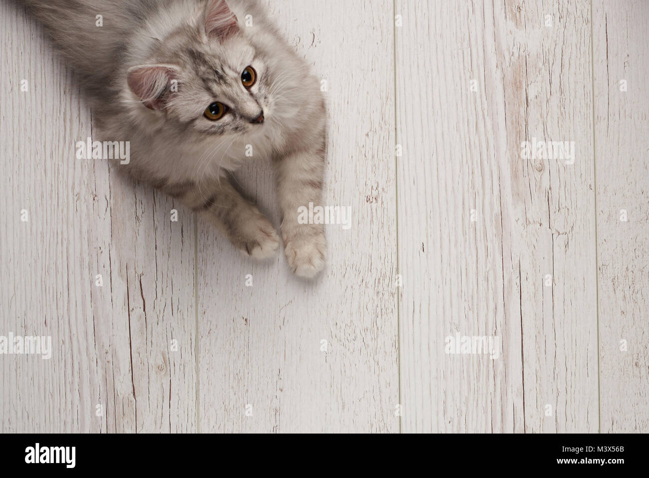 Graue Katze lag auf Holzboden auf der Suche auf der Seite Stockfoto