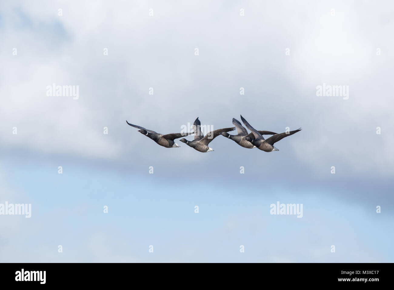 Brent Gänse (Branta bernicla) fliegen, Großbritannien Stockfoto
