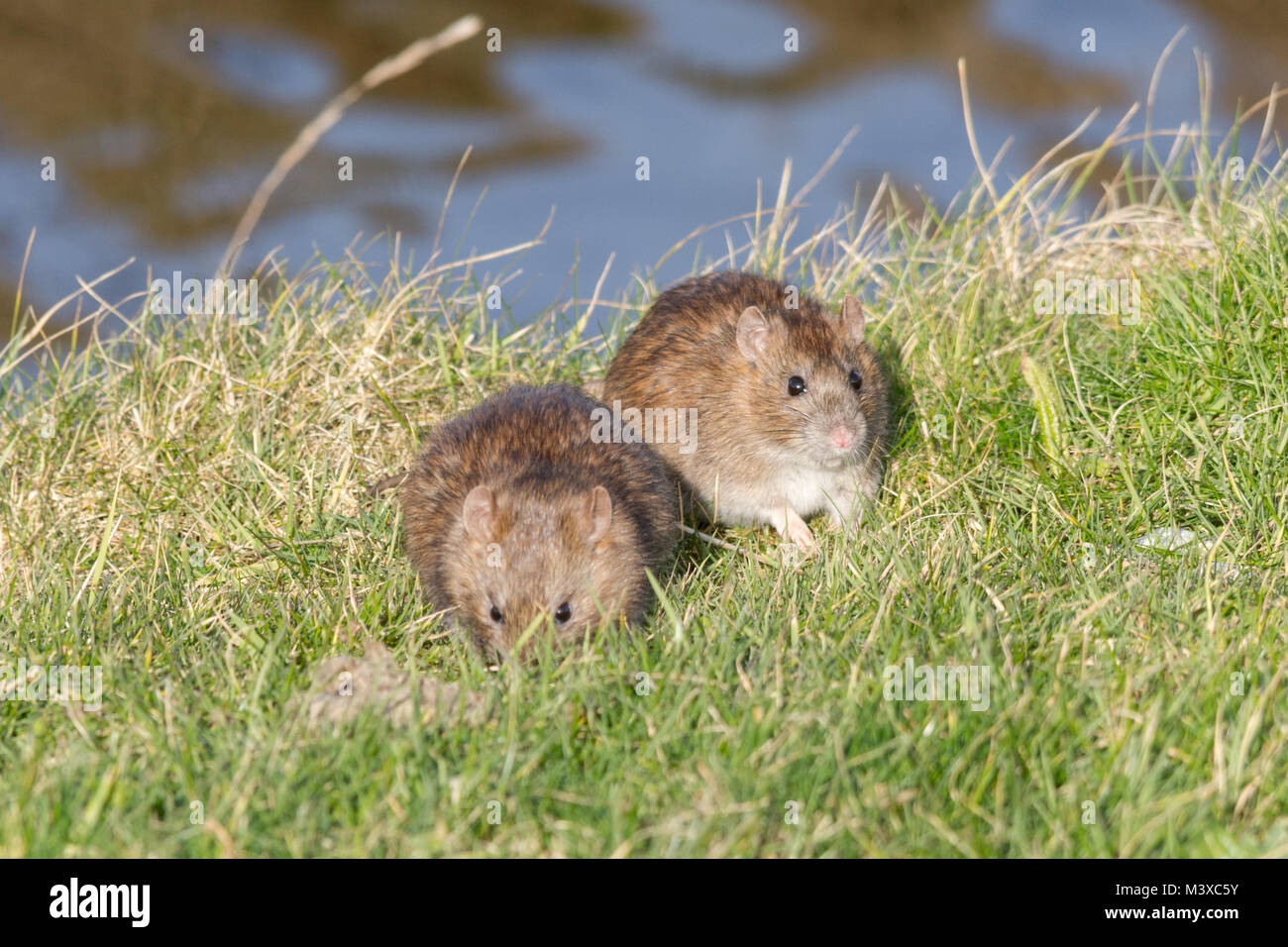 Zwei braune Ratten (Rattus norvegicus) füttern an einem sonnigen Wintertag auf Gras, Großbritannien. Wildtiere, Säugetiere. Stockfoto