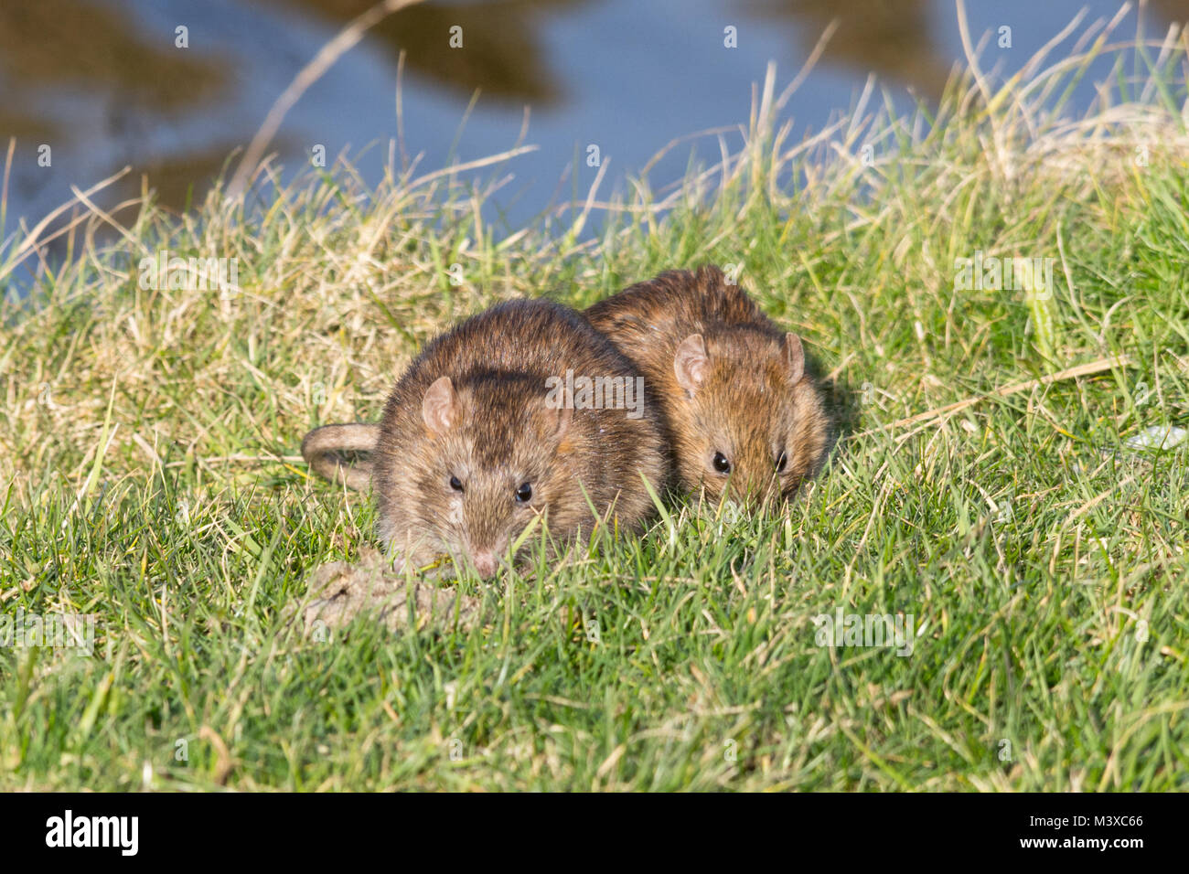 Zwei braune Ratten (Rattus norvegicus) füttern an einem sonnigen Wintertag auf Gras, Großbritannien. Wildtiere, Säugetiere. Stockfoto