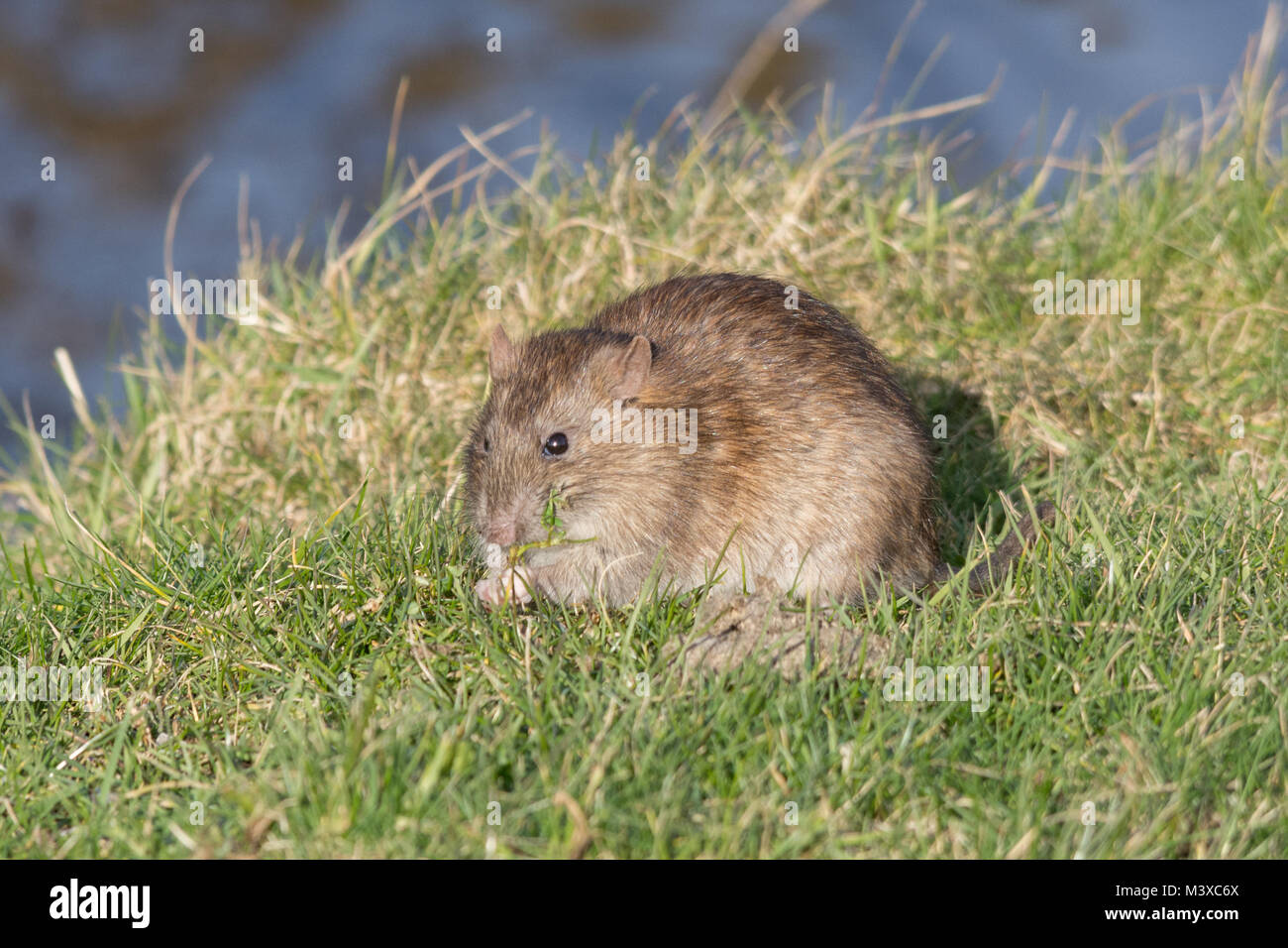 Braune Ratte (Rattus norvegicus) füttert an einem sonnigen Wintertag auf Gras, Großbritannien. Wildtiere, Säugetiere. Stockfoto