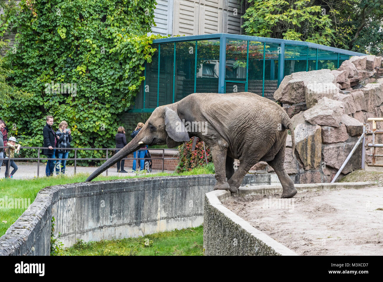 Afrikanischer Elefant essen das Gras in seiner Voliere in Tierpark Berlin (Zoo im Osten von Berlin), Deutschland Stockfoto