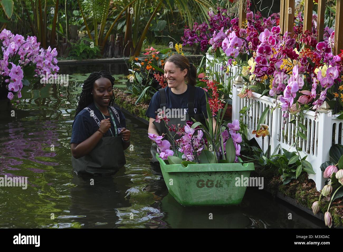 Orchideen Festival in Kew Gardens London 2018 Stockfoto