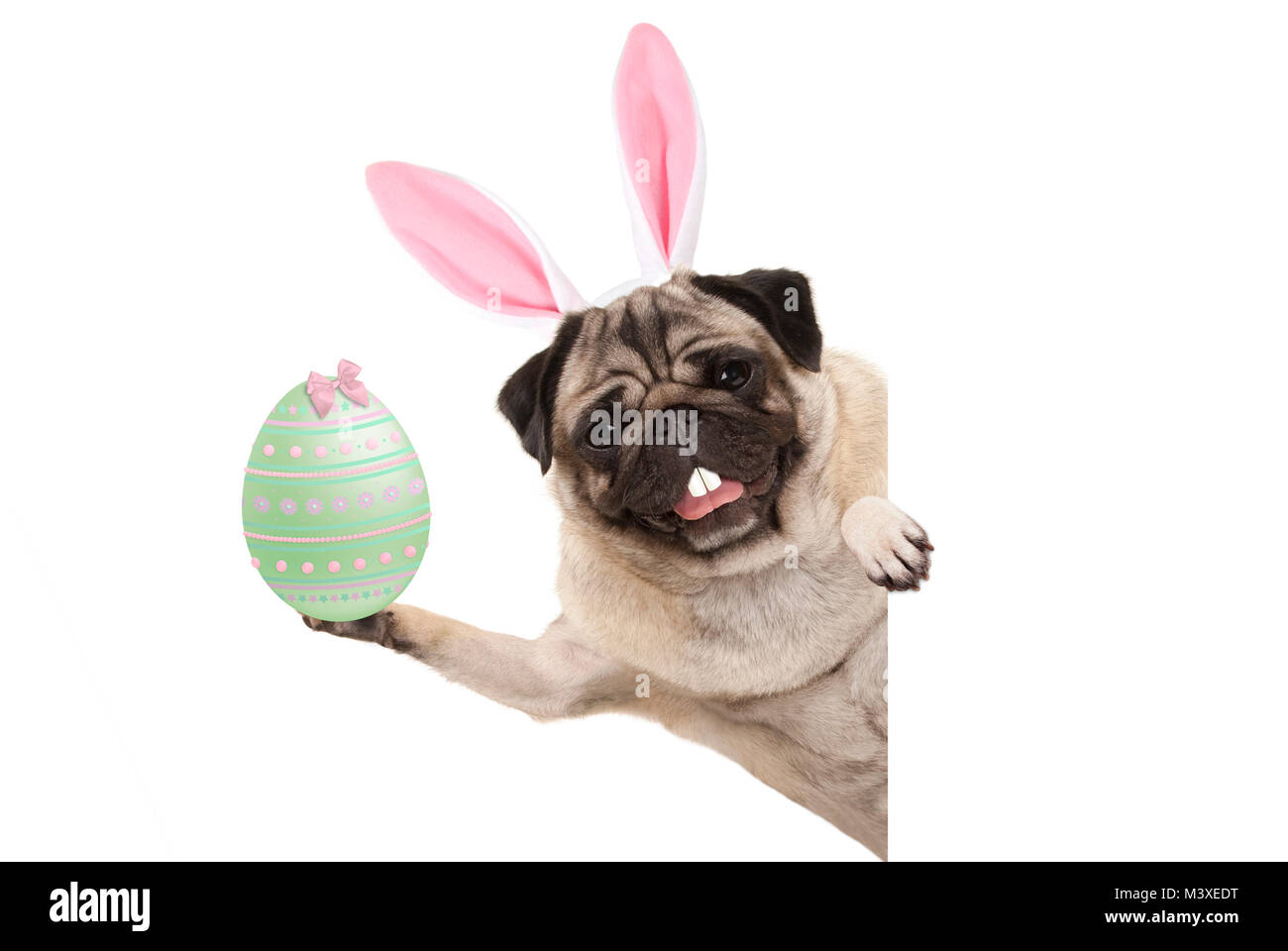 Frohe Ostern bunny Mops Hund mit Bunny Zähne und pastellgrün Osterei, auf weißem Hintergrund Stockfoto