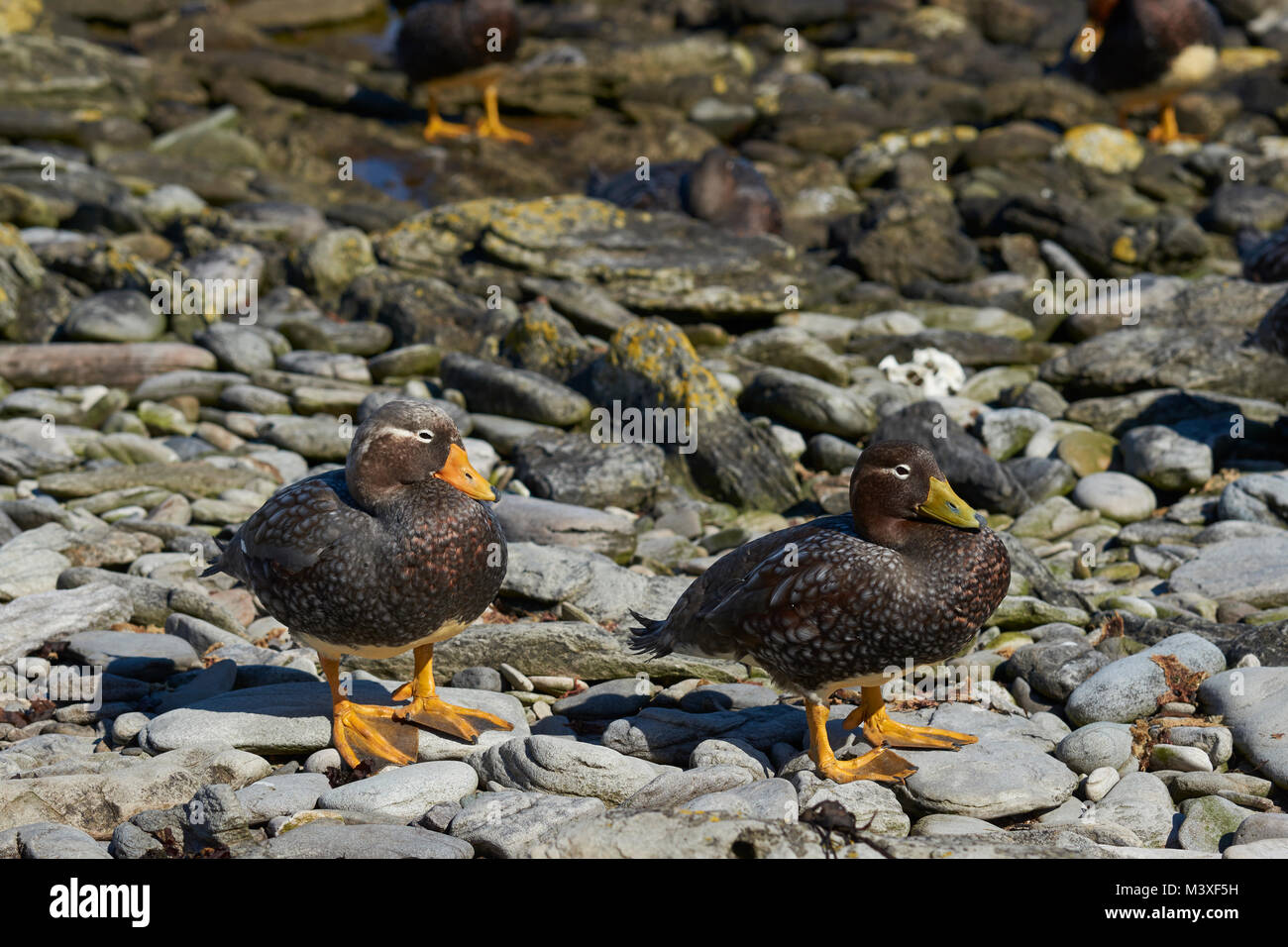 Paar Falkland Dampfgarer Enten (Tachyeres Brachypterus) auf einem felsigen Strand auf der Karkasse Insel in der Falkland Inseln. Stockfoto