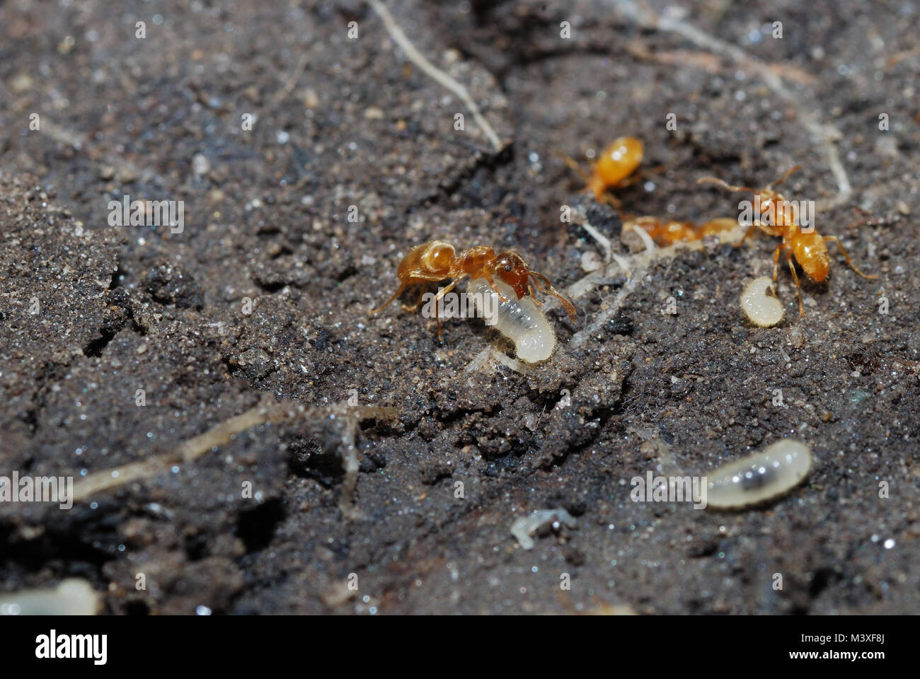 Vielen kleinen roten Ameisen auf der Erde mit ihren Babys in der Sonne