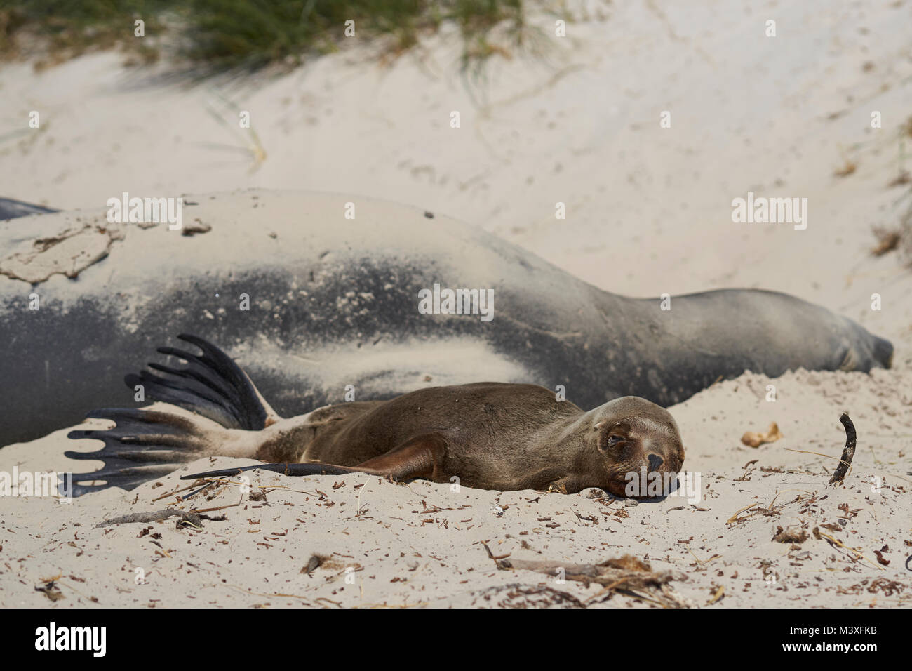 Junge Southern Sea Lion (Otaria flavescens) liegen neben einer Gruppe des Südlichen Seeelefanten (Mirounga leonina leonina) auf einem Sandstrand auf der Karkasse Insel. Stockfoto