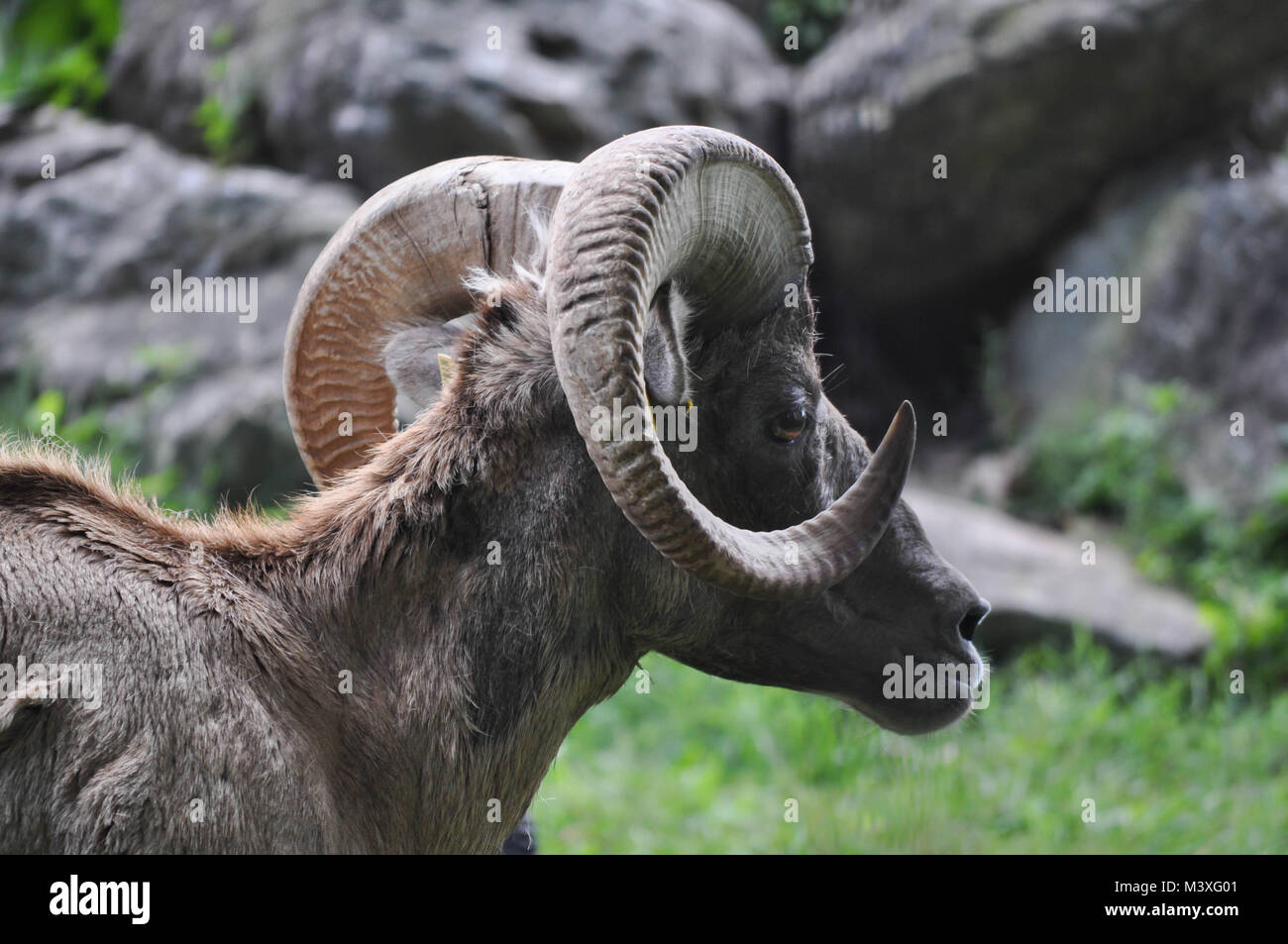 Profil eines Ram mit gebogenen Hörnern Stockfoto