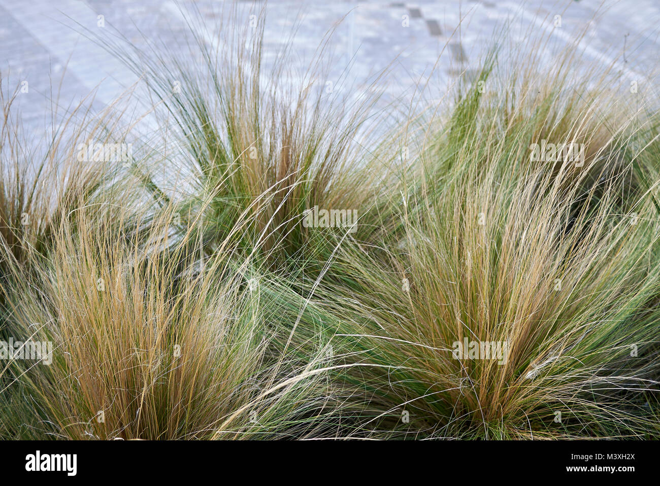 Carex Pflanzen Stockfoto