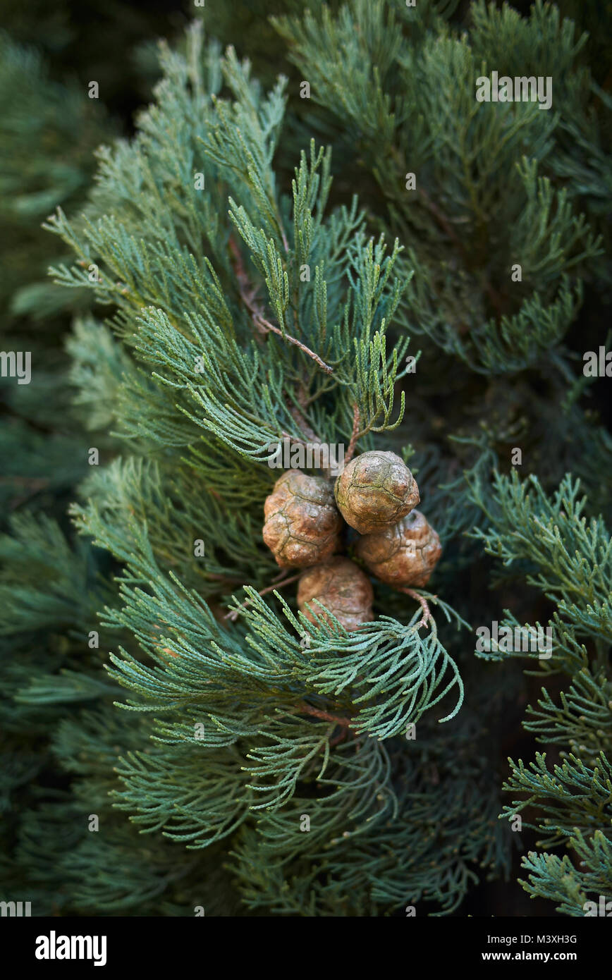 Italienische Zypresse Zweig Stockfoto