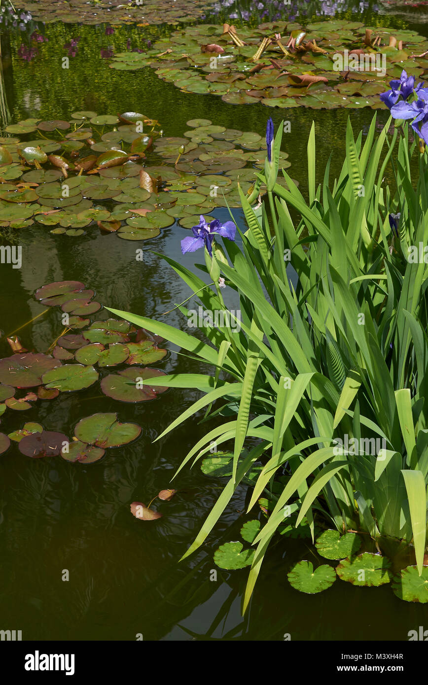 Iris laevigata Fotos und Bildmaterial in hoher Auflösung Alamy
