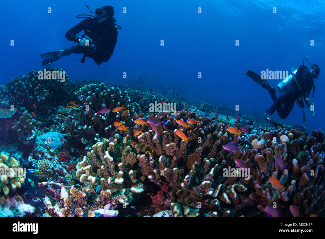Taucher mit anthias Fisch Stockfoto