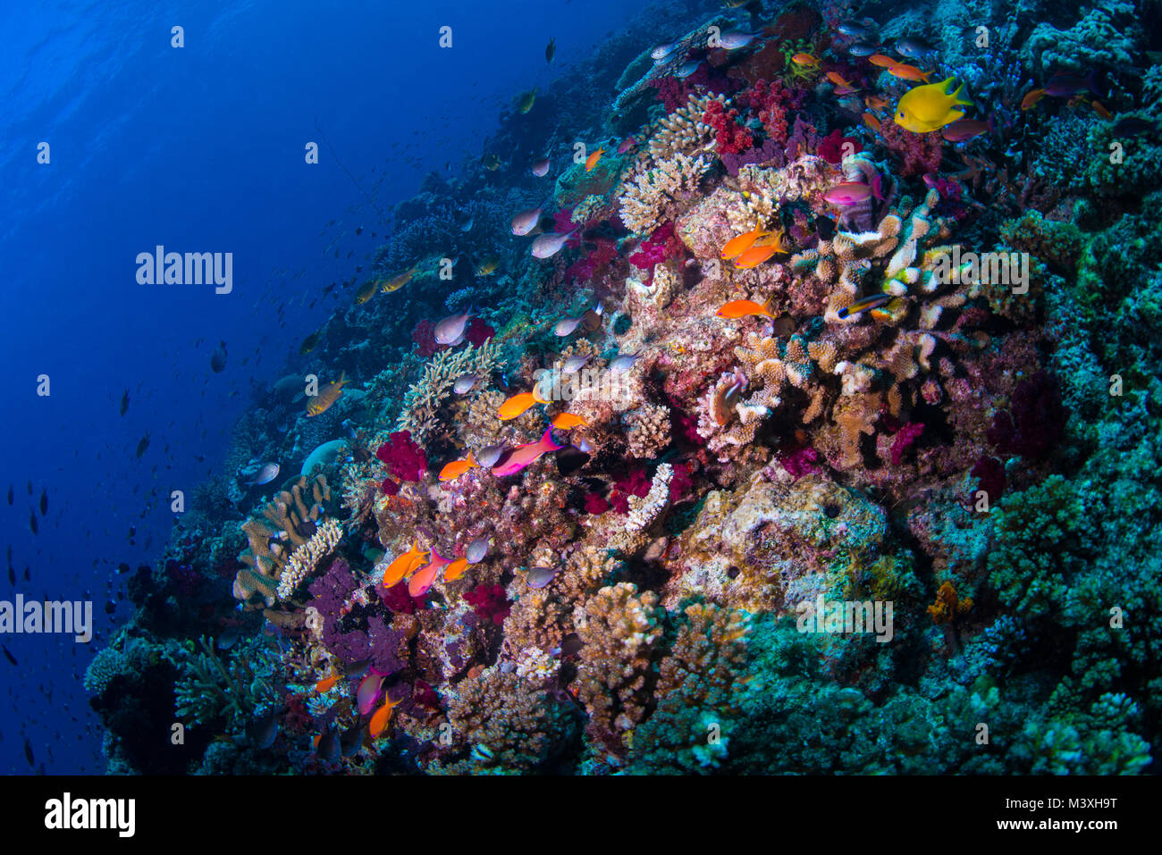 Fische in einem Korallenriff Stockfoto