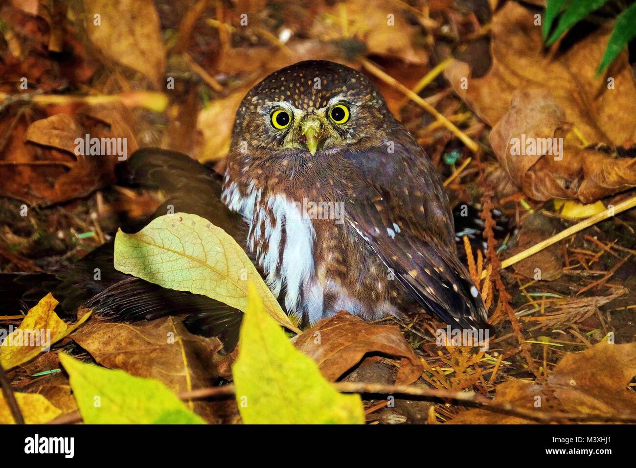 Northern Sperlingskauz ist eine kleine Eule native zu westlichen Nordamerika Stockfoto
