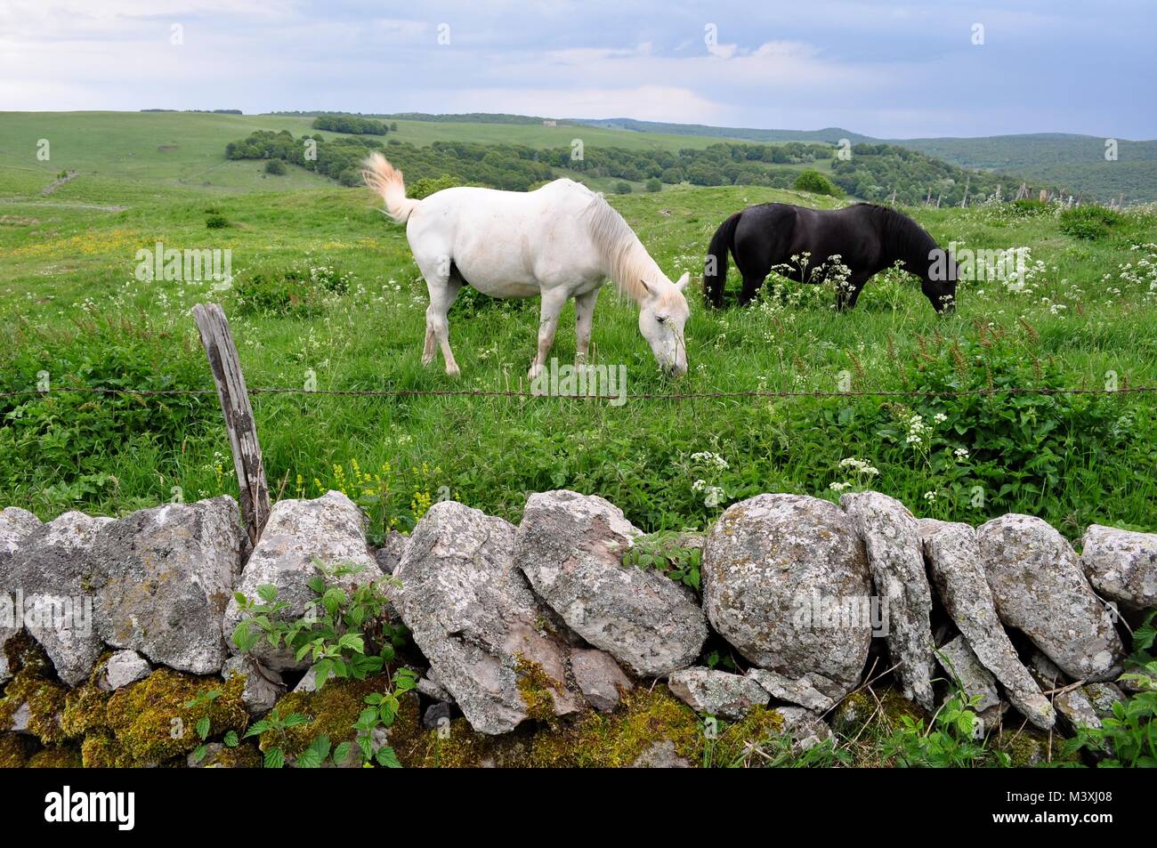 Pferde grasen durch Steinmauer, Massif Central, Region Aubrac, Frankreich. Stockfoto