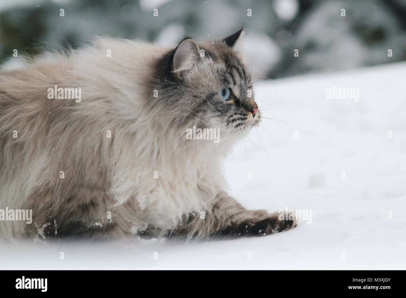 Big furry Katze schleicht sich im Schnee zwischen den Bäumen