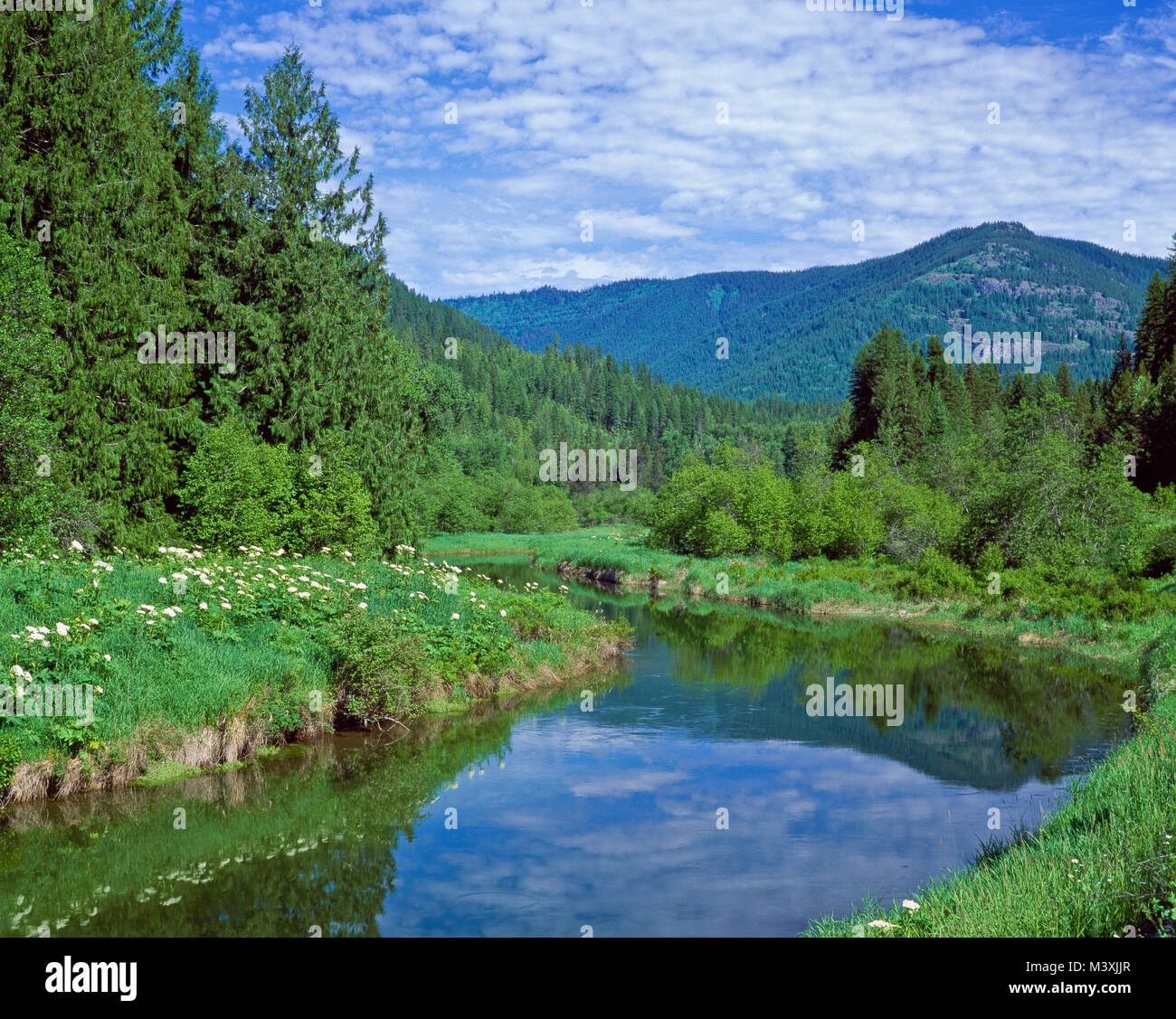 Bull-Fluss unterhalb der Schrank Berge in der Nähe von Noxon, montana Stockfoto